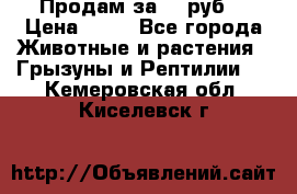 Продам за 50 руб. › Цена ­ 50 - Все города Животные и растения » Грызуны и Рептилии   . Кемеровская обл.,Киселевск г.